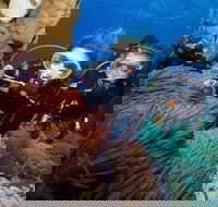 Quicksilver Dive 4 Day PADI Learn to Dive Course - Accommodation QLD