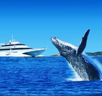 Tangalooma Island Resort Dolphin Viewing Day Cruise with Whale Watching