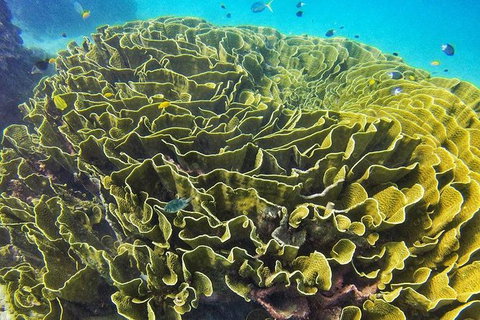 Great Barrier Reef Dive And Snorkel Cruise From Mission Beach - Accommodation QLD 5