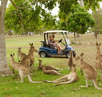 Small-Group Wildlife and Rainforest Tour from Port Douglas - Accommodation QLD