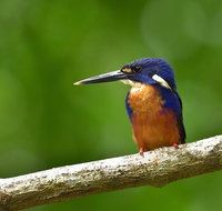 Daintree River Dawn Cruise - Accommodation QLD