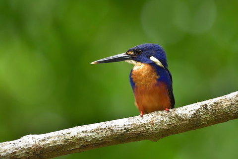 Daintree River Dawn Cruise - Accommodation QLD 0