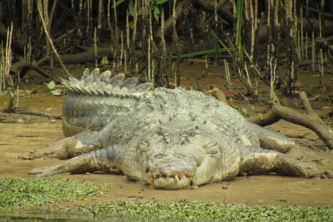 Daintree River Dawn Cruise - Accommodation QLD 1
