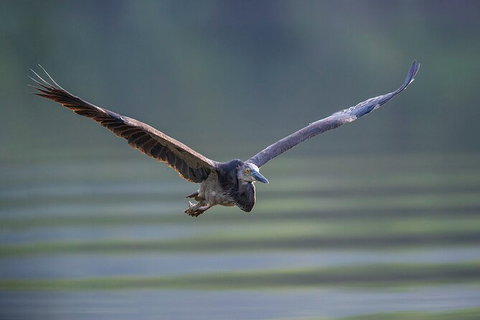 Daintree River Dawn Cruise - Accommodation QLD 10