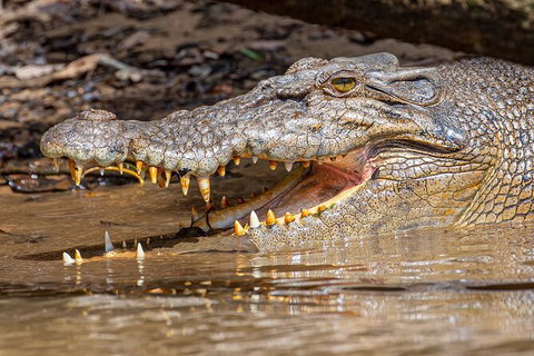 Daintree River Dawn Cruise - Accommodation QLD 15