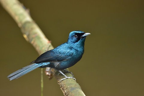 Daintree River Dawn Cruise - Accommodation QLD 11