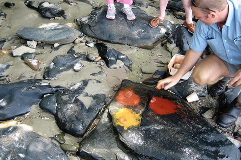 Private Daintree Wanderer Tour - Accommodation QLD 6