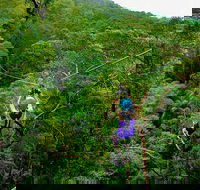 Tamborine Mountain Daily Service Treetop Challenge and Thunderbird Park - Accommodation QLD