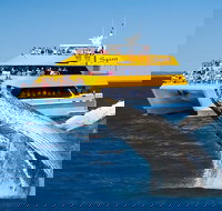 Spirit of Hervey Bay Whale Watching Cruise - Accommodation QLD