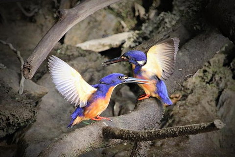 Daintree River Sunset Cruise - Accommodation QLD 1