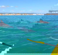 Half-Day Kayak with Dolphins and 4WD Beach Drive from Rainbow Beach - Accommodation QLD