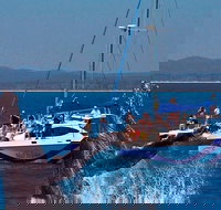 Blue Dolphin Exclusive Whale Watch Encounters - Accommodation QLD