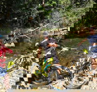 Electric Mountain Bike Rainforest Eco Tour - Accommodation QLD