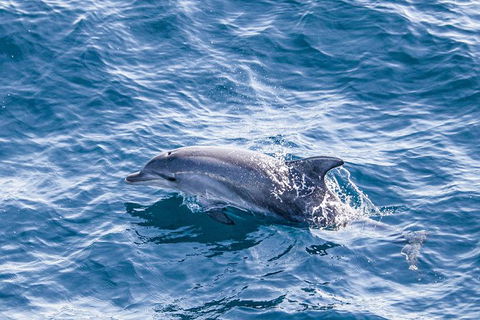 All Inclusive Dolphin And Tangalooma Wrecks Cruise Departing Gold Coast - Accommodation QLD 7