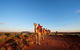 Uluru Small-Group Tour By Camel At Sunrise Or Sunset - thumb 0