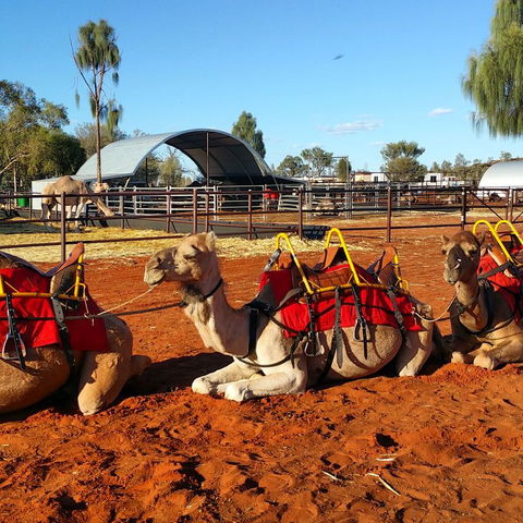Uluru Small-Group Tour By Camel At Sunrise Or Sunset - Accommodation QLD 15