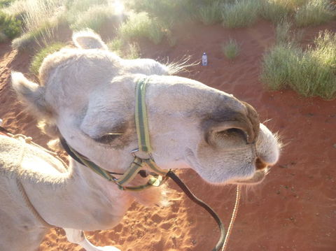 Uluru Small-Group Tour By Camel At Sunrise Or Sunset - Accommodation QLD 10