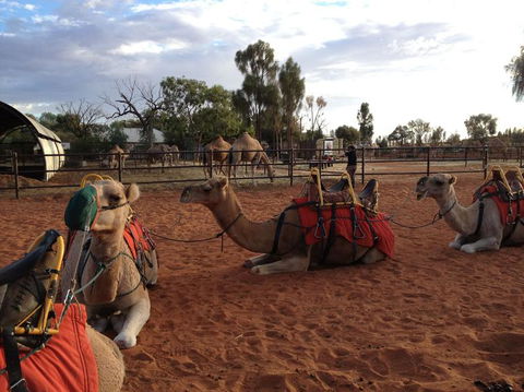 Uluru Small-Group Tour By Camel At Sunrise Or Sunset - Accommodation QLD 24
