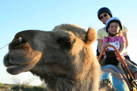 Uluru Small-Group Tour By Camel At Sunrise Or Sunset - Accommodation QLD 3