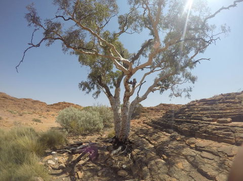 Kings Canyon Day Trip From Ayers Rock - Accommodation QLD 3