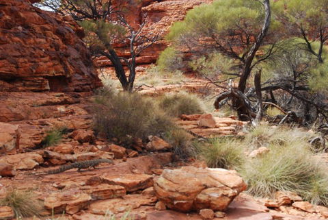Kings Canyon Day Trip From Ayers Rock - Accommodation QLD 24