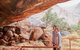 Uluru Base And Sunset Half-Day Trip With Optional Outback BBQ Dinner - thumb 6