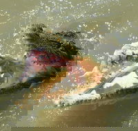 Darwin Jumping Crocodiles Cruise on Adelaide River - Accommodation QLD