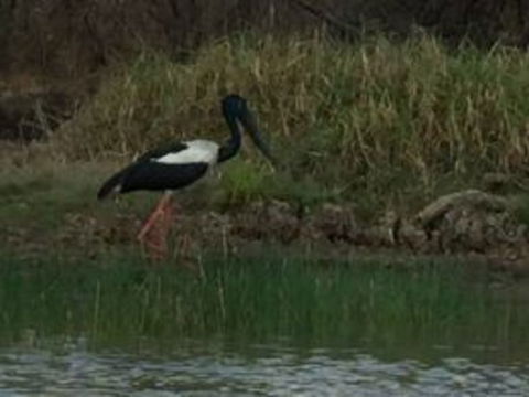 1 Day Corroboree Billabong Wetland Experience Including 2.5 Hour Cruise + Lunch - Accommodation QLD 3