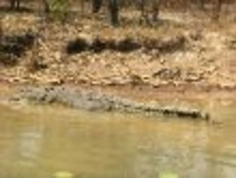 1 Day Corroboree Billabong Wetland Experience Including 2.5 Hour Cruise + Lunch - Accommodation QLD 6