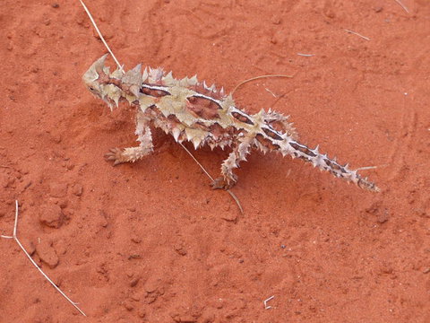 Alice Springs Highlights Half-Day Tour - Accommodation QLD 5