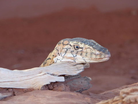 Alice Springs Highlights Half-Day Tour - Accommodation QLD 6