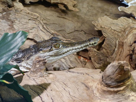 Alice Springs Highlights Half-Day Tour - Accommodation QLD 7