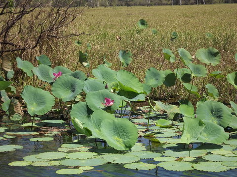 Katherine Day Tour From Darwin Including Katherine Gorge Cruise - Accommodation QLD 15