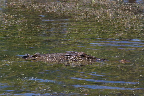 Kakadu, Nourlangie And Yellow Waters Tour From Darwin - Accommodation QLD 16