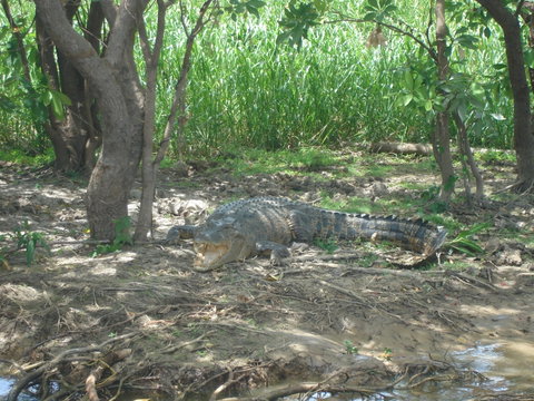 Kakadu, Nourlangie And Yellow Waters Tour From Darwin - Accommodation QLD 21