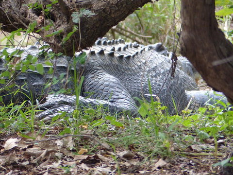 Kakadu, Nourlangie And Yellow Waters Tour From Darwin - Accommodation QLD 13