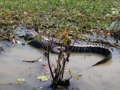 Kakadu, Nourlangie And Yellow Waters Tour From Darwin - Accommodation QLD 19