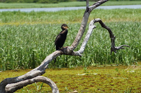 Kakadu, Nourlangie And Yellow Waters Tour From Darwin - Accommodation QLD 2