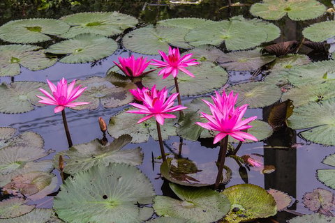 Kakadu, Nourlangie And Yellow Waters Tour From Darwin - Accommodation QLD 37