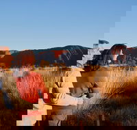 Uluru Sunrise and Kata Tjuta Half Day Trip - Accommodation QLD