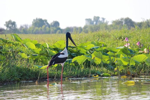 Mary River Wetlands Helicopter And Airboat Adventure From Darwin - Accommodation QLD 4