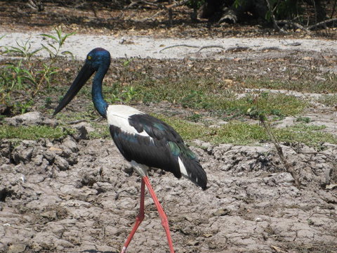 2-Day Kakadu And Arnhem Land Tour From Darwin - Accommodation QLD 3