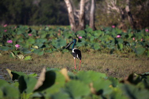 2:30pm Safari Cruise (1.5 Hours) - Accommodation QLD 1