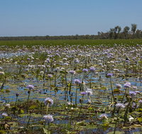 230pm Safari Cruise 1.5 Hours - Accommodation QLD