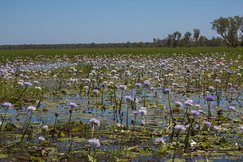 2:30pm Safari Cruise (1.5 Hours) - Accommodation QLD 0