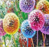 Dandelions - Six Tanks 3.00-5.00pm - Accommodation QLD