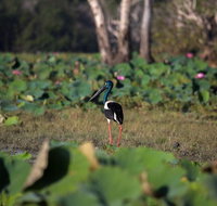 430pm Safari Cruise 1.5 Hours - Accommodation QLD