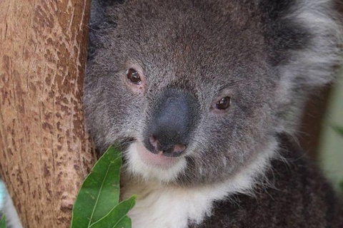 All Inclusive Blue Mountains Small-Group Day Trip From Sydney - Accommodation QLD 1