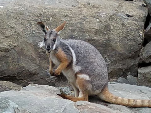 All Inclusive Blue Mountains Small-Group Day Trip From Sydney - Accommodation QLD 4