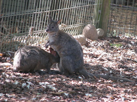 All Inclusive Blue Mountains Small-Group Day Trip From Sydney - Accommodation QLD 19